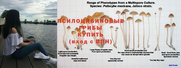 дмт Богородск